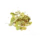 Silver linden (Tillia tomentosa), dried inflorescences, Bilkaria, 20 g