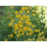 Калоферче - Tanacetum Balsamita