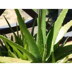 Aloe (Aloe Ferox), extract, 1 g
