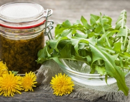 Dandelion - healing effect, application and folk recipes