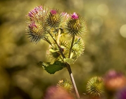 Forgotten healing recipes with burdock
