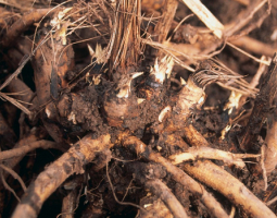 Elfdock root powder against sweaty hands
