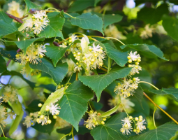 Linden - health benefits and application
