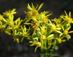 Goldenrod - the herb for strong muscles