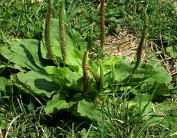 Живовляк – супер храна и лечебно растение