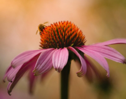 Echinacea fights 200 different viruses