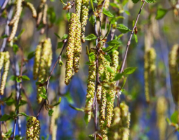 Няколко идеи за лечебни ползи от брезата