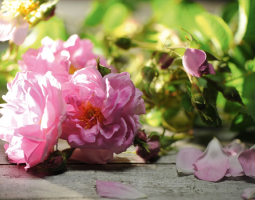 Bulgarian Rose (Rosa Damascena) - Elixir for Health, Beauty, and Harmony