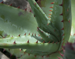 Dry Extract of Aloe – The Natural Solution for Constipation and Digestive Problems