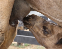Камилското мляко - бялото злато от пустинята (част 1)